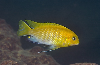 Tropheops sp. 'black hara' Gallireya Reef
